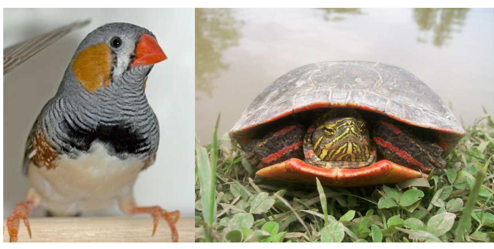 Co-evolution of colour vision and coloration in birds and other
