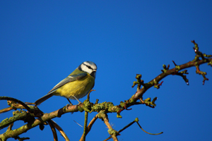 Blue Tit on a branch against a blue sky