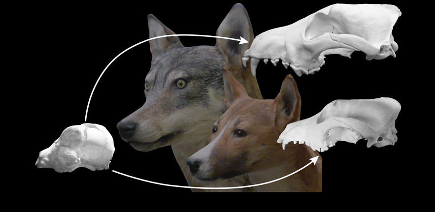 Dog skull on sale types