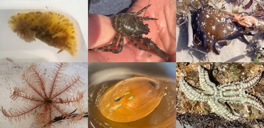  top: sea lemon, squat lobster, sea hare; bottom: rosy feather star, blue-rayed limpet, spined starfish.