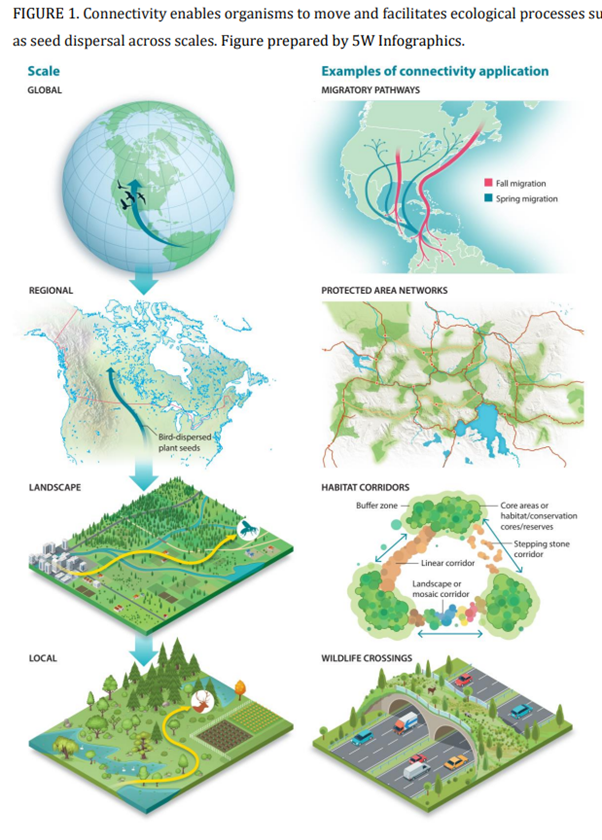 A figure from the paper showing how Connectivity enables organisms to move and facilitates ecological processes such as seed dispersal across scales. Figure prepared by 5W Infographics.