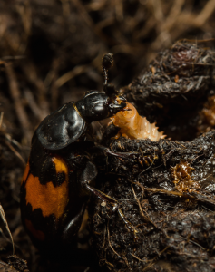 A beetle with larvae