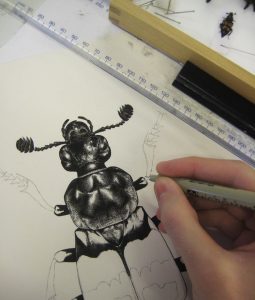 A drawing of a beetle in progress