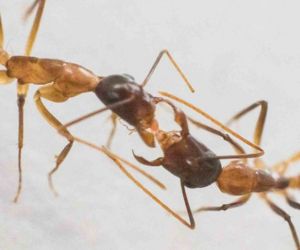 Ants photo: François Brassard