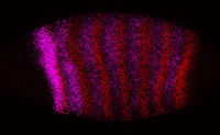 Drosophila embryo under high magnification