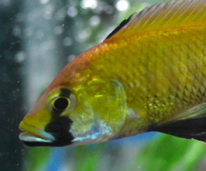 Cichlid fish photo: Eco-evo-devo Group