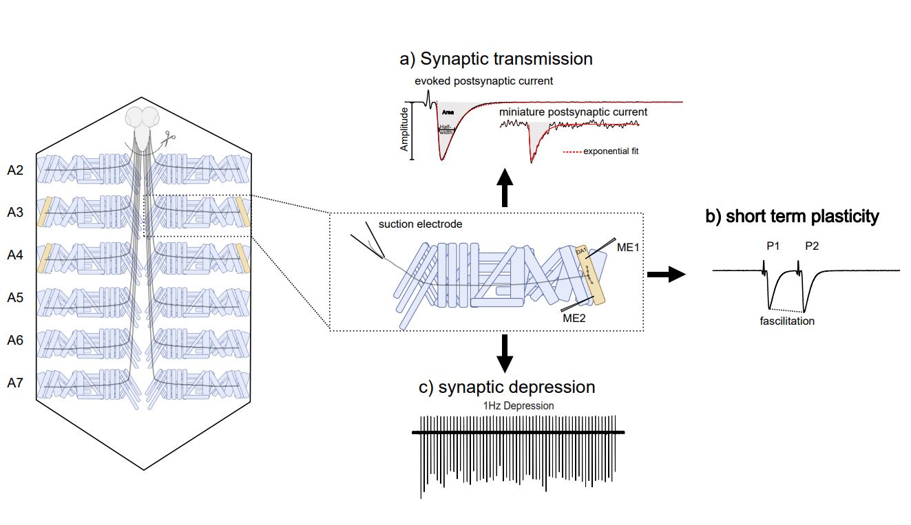 Calcium dependent mechanisms to establish neuronal homeostatic setpoints