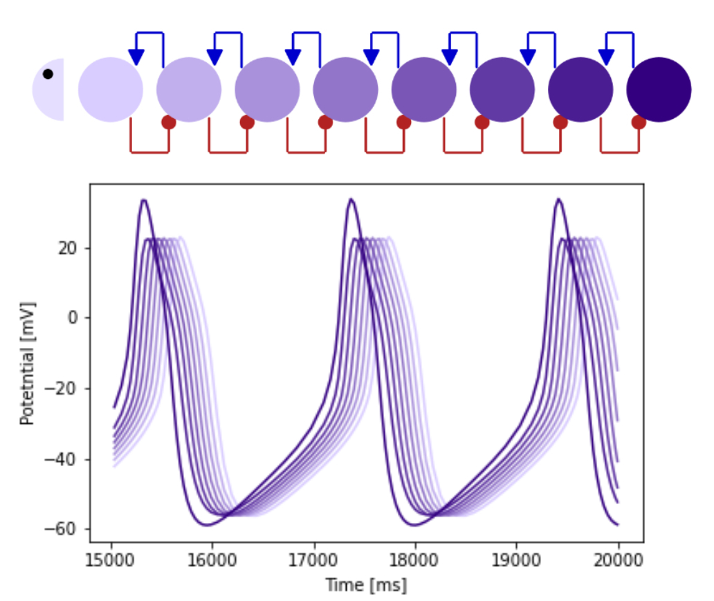 Modelling network adjustment during critical periods of nervous system development 