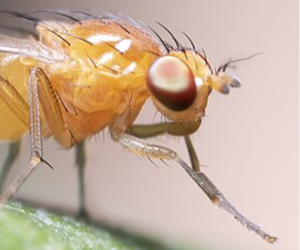 fruit fly image by Macrogiants via Wikimedia Commons