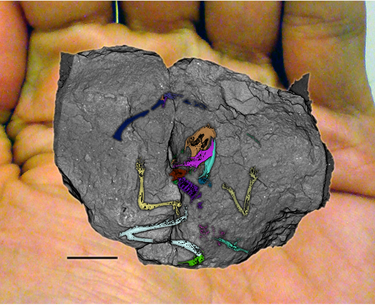 Fossil skeleton of Heliscomys ostranderi 