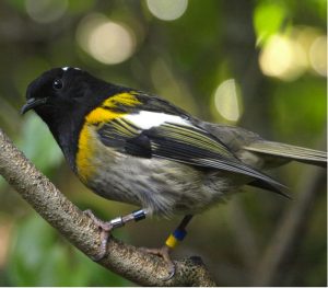 Hihi bird in a tree
