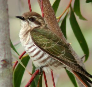 Horsfields Bronze Cuckoo sitting in a tree