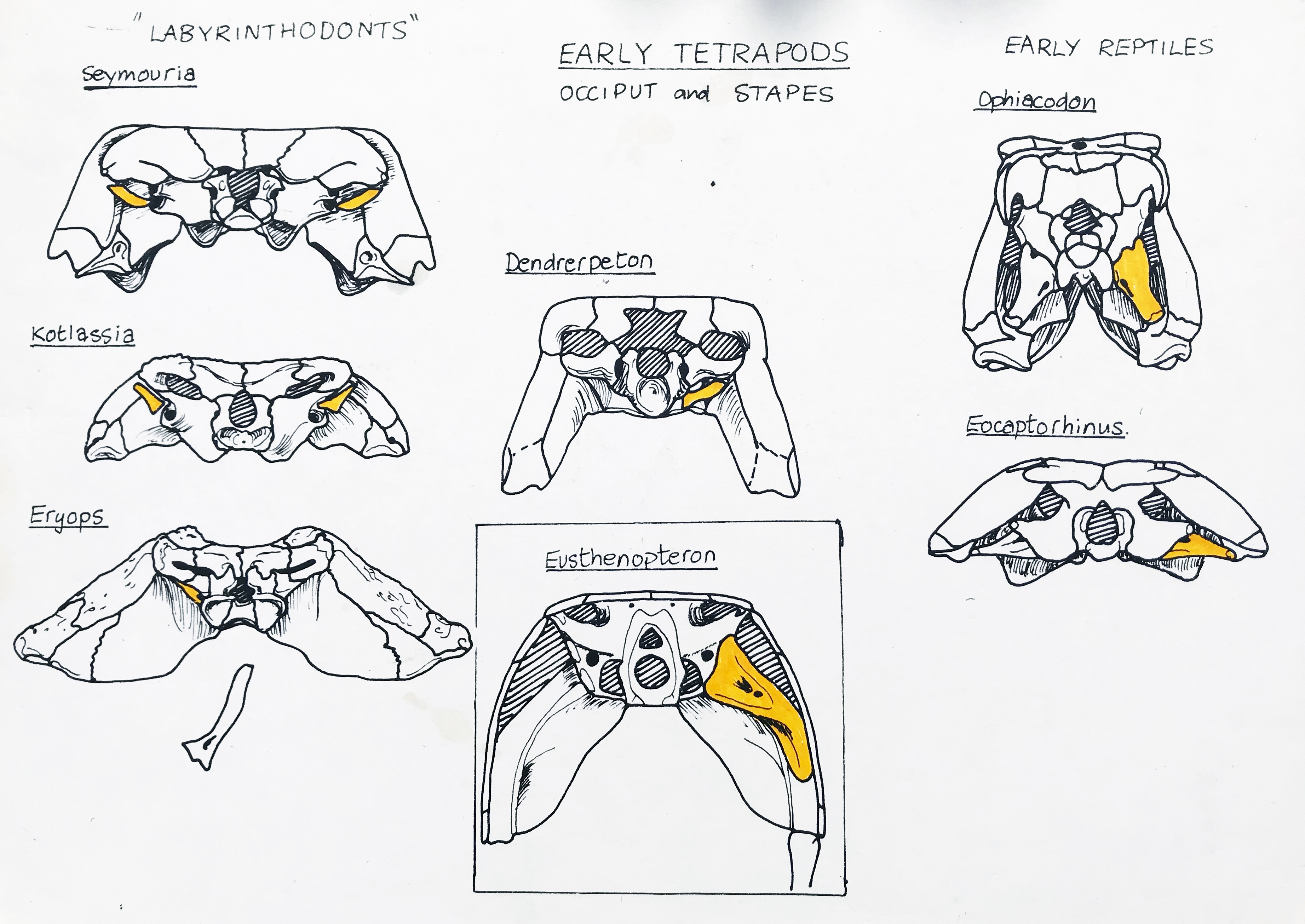 One of Jenny’s early hand-drawn practical demonstration placards for her M1 module showing the evolution of the stapes (yellow) in Palaeozoic tetrapods