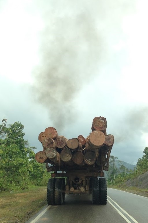 A truck carries the trunks of dipterocarp trees away from logging operations in lowland rainforest in Sabah, Malaysian Borneo (copyright Tom Fayle)