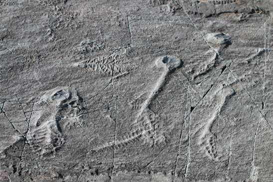 Photo of Ediacaran fossils