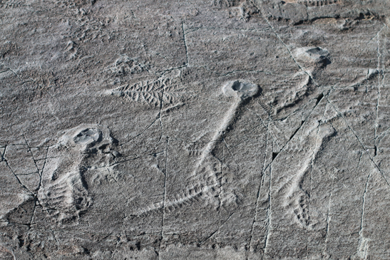 Photo of Ediacaran fossils
