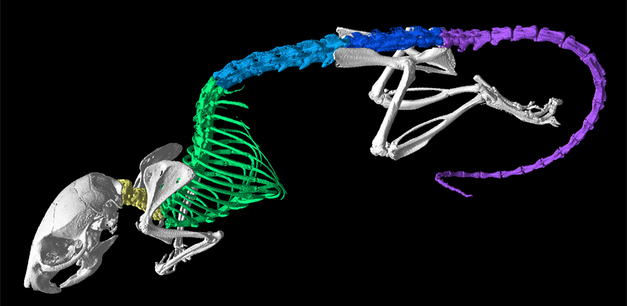 CT scan of a mouse shown in lateral view and colour-coded the different regions of the backbone