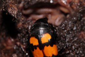 Nicrophorus vespilloides close up