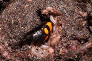 Nicrophorus vespilloides parental care