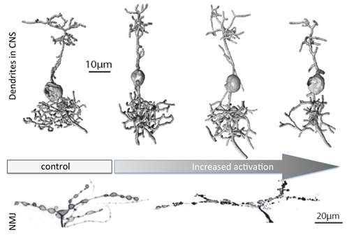 Top: 3D reconstructions of aCC motoneurons from control and after progressive over-activation, leading to progressively smaller dendritic arbors. Below: the opposite growth phenotype (more but smaller boutons) occurs in the periphery at the neuromuscular 