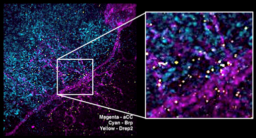 Expansion microscopy (ExM) image of a neuron (magenta) taken on a spinning disk confocal microscope, showing presynaptic specialisations (Brp - cyan) in apposition to postsynaptic sites (Drep2 – yellow). 