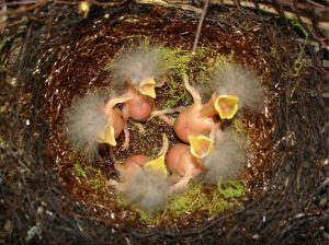 Baby birds in a nest.