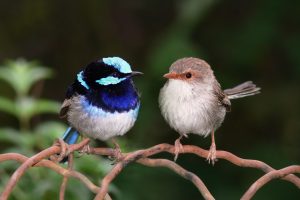 Superb fairy wrens Image credit: Benjamint444