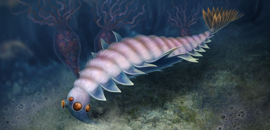 Artistic reconstruction of Utaurora comosa from the Wheeler Formation, Utah, USA (Cambrian: Drumian). Artwork by F. Anthony.