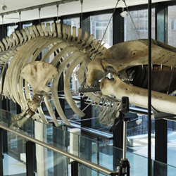 Section of finback whale in the Museum of Zoology
