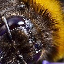 Bumblebee close up