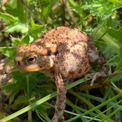 Common toad