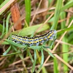 Toadflax brocade moth caterpillar