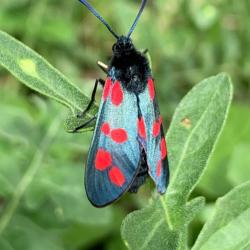Six-spot burnet moth