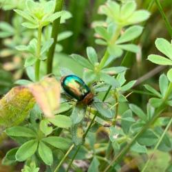 Gastrophysa beetle, likely male