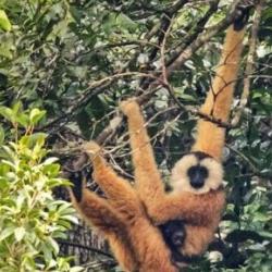 Gibbon