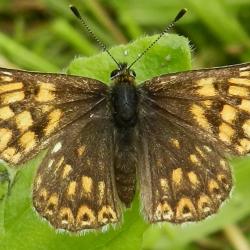 Duke of Burgundy butterfly. Photograph taken by Andrew Bladon.