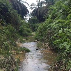 View of a mature palm buffer, taken from the river running through it.