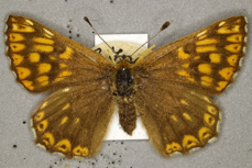 Female Duke of Burgundy butterfly specimen