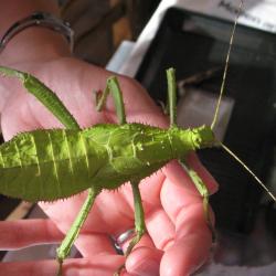 Female Malaysian jungle nymph stick insect