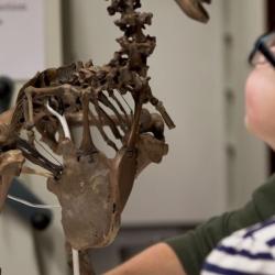 The dodo in the University Museum of Zoology