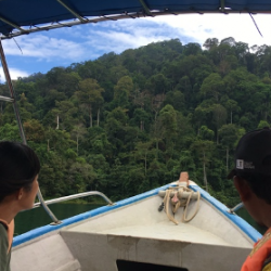 On-boat perspective of our approach into the rainforest