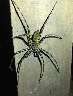 Heteopoda boiei, the Lichen Huntsman or Malaysian Green Huntsman, with a 25cm leg span