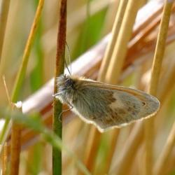 A small heath perched on a stem of grass