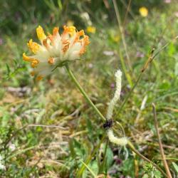 Kidney vetch flower that has been searched and marked with a biodegradable marker (yarn) to let me know when I visit this flower again that there is a caterpillar inside.