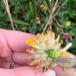 Can you spot the small blue egg on this kidney vetch flower?