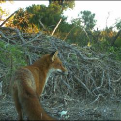 An invasive fox (Vulpes vulpes) and a native little raven (Corvus mellori) caught scavenging at a feeding station by motion-sensing cameras.