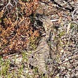 Heath goanna demonstrating its excellent camouflage.