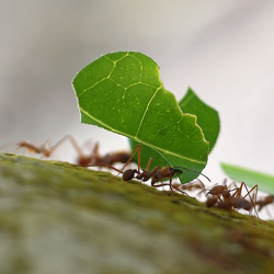 Leafcutter ants