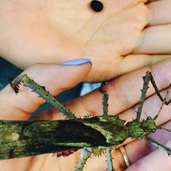 Male Malaysian jungle nymph stick insect