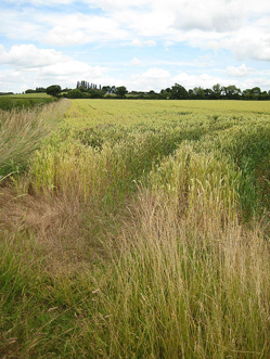 Monoculture crop